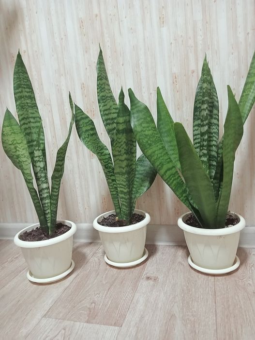 Продам домашние цветы