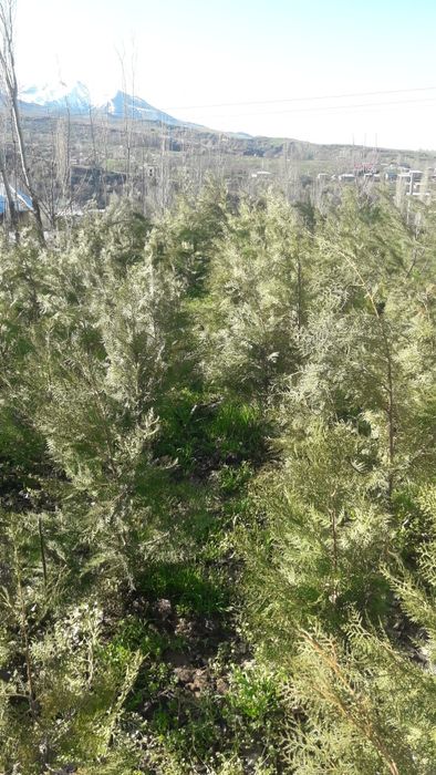 Archa (Biota) ko'chatlari sotiladi