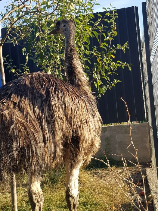 Vand strut emu mascul