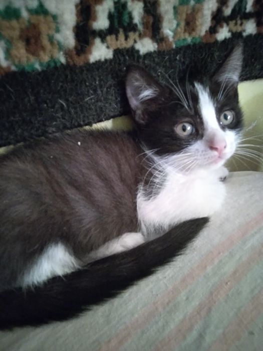 Котёнок на удачу.