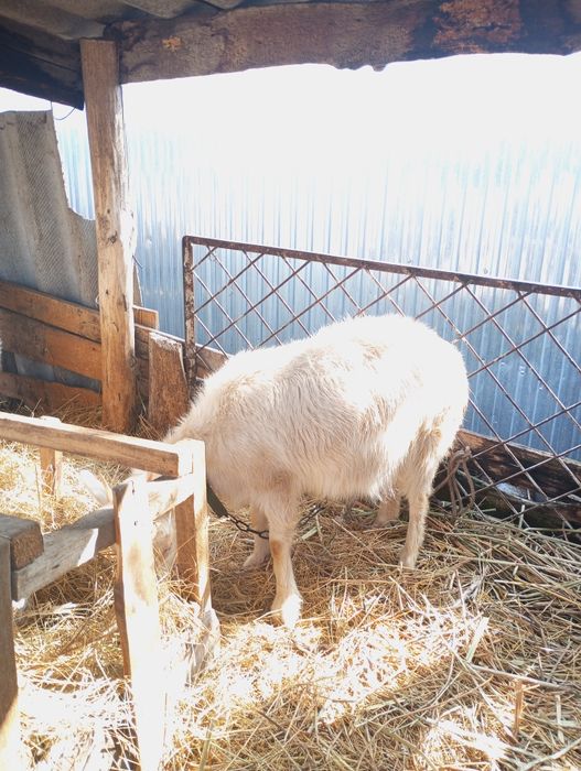 Продаю котную козу