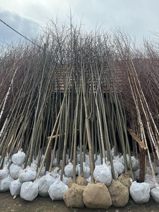 Mesteacăn Tei platani