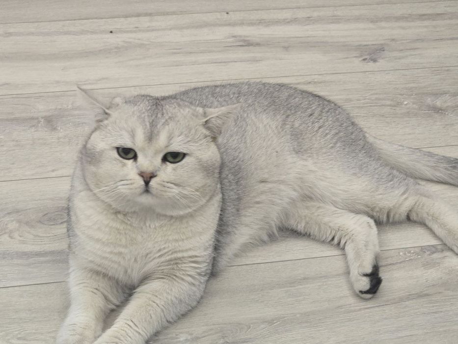 Shinshilla okraska li Mushuk