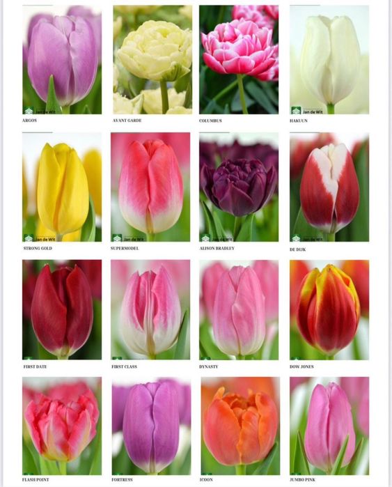 Тюльпаны к 8 марта