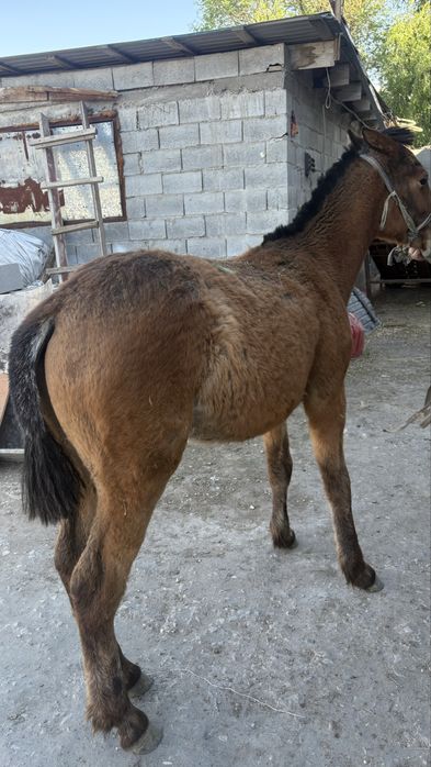 Полукров еркек тай