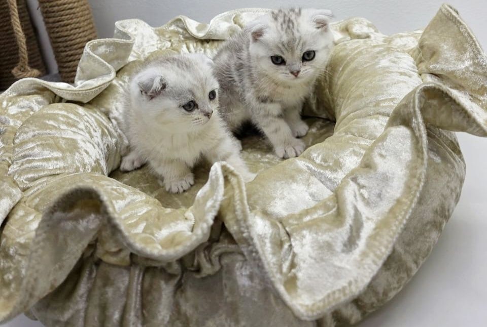 ОчаРоваШки шоТландскИе