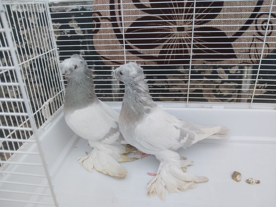 Продаются пепельные