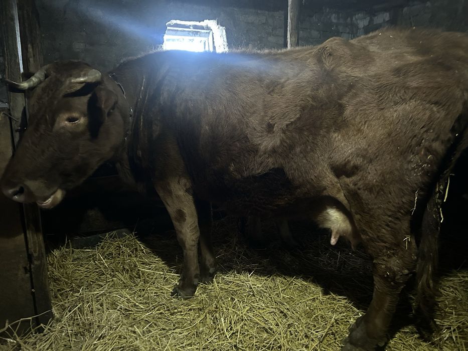 Продается корова стельная!!!