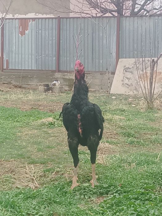 Дакан шоже кораз