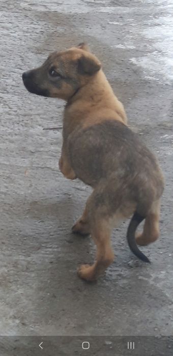 Щенка в добрые руки