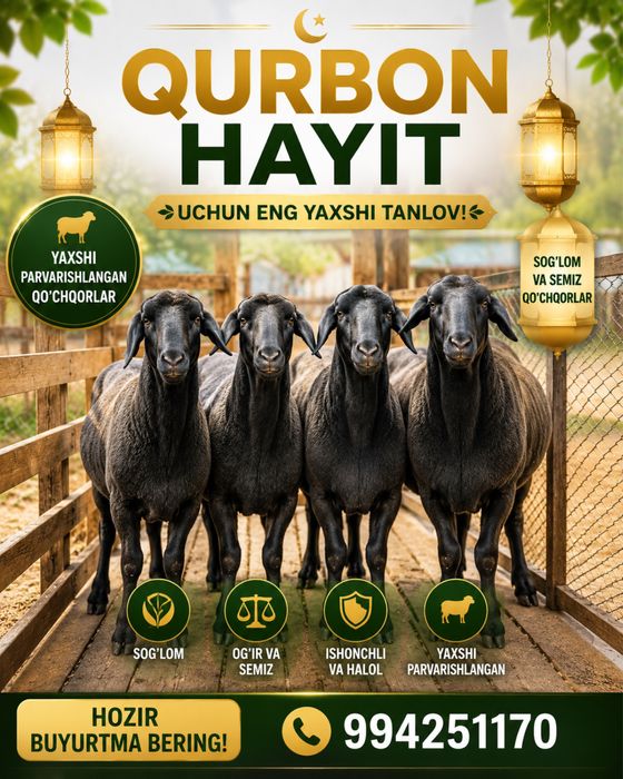 Halol boqilgan yosh quchqorl barralar kuring