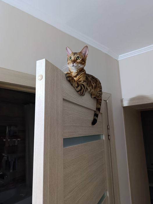 Продам катенка бенгала