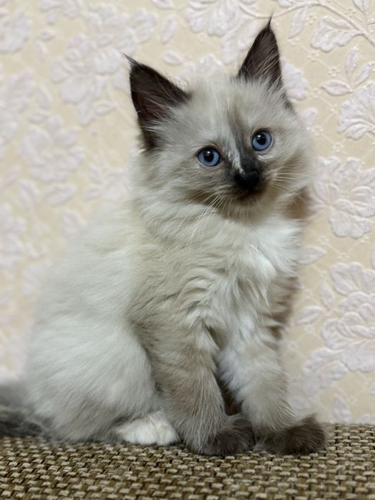 Сиамская кошка.
