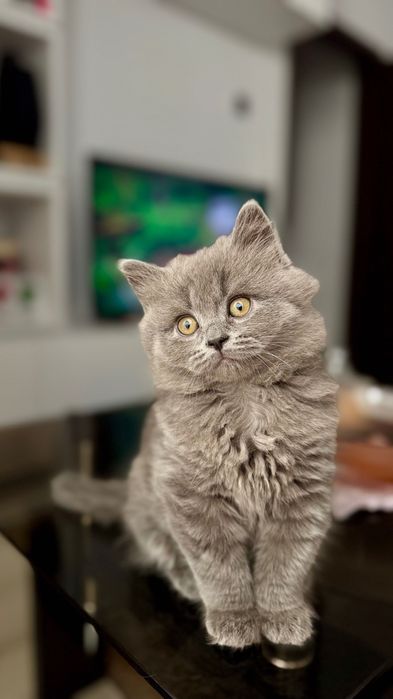 Motan British Longhair