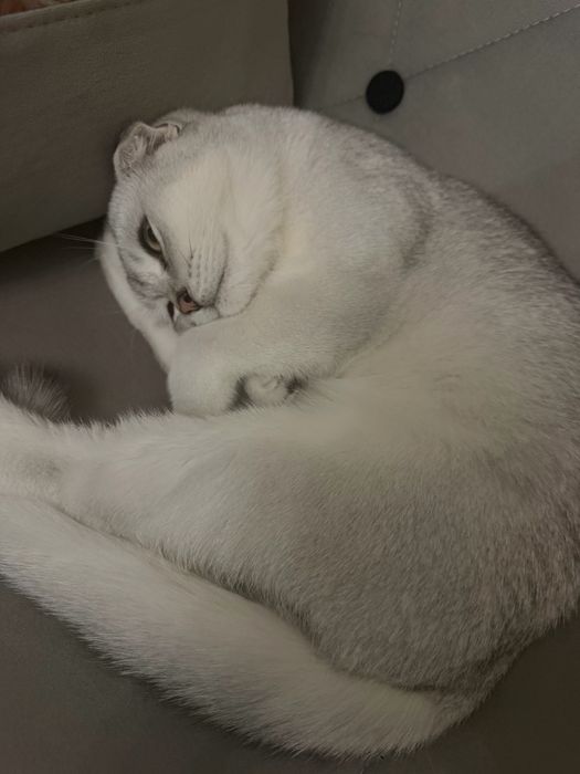 Красавец ищет невесту! Xotin qidirvomiza mujikchaga!