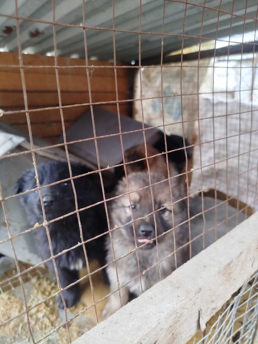 щенки продается немецкои овчарки