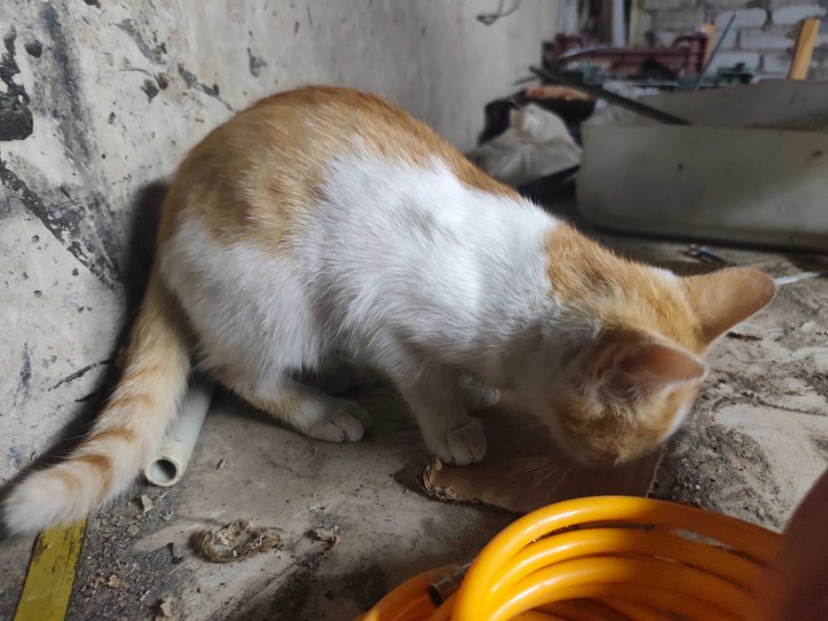 Рыжий ласковый котенок ищет дом