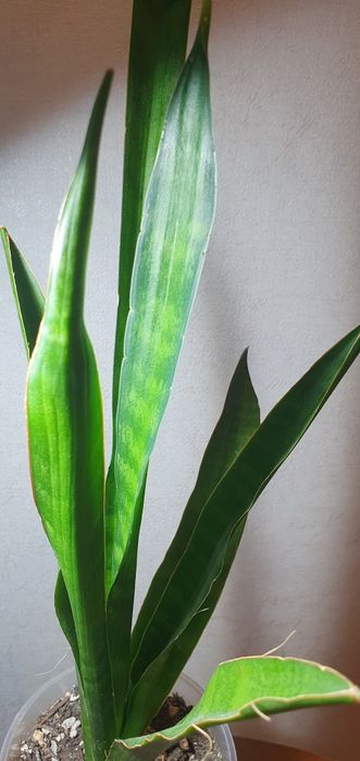 Комнатные цветы,  сансивьерия