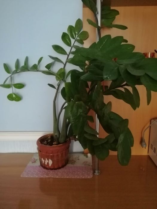 Продам комнатны цветы