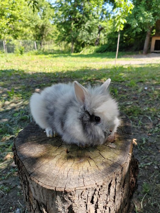 Vând iepuri cap de leu rasă pură