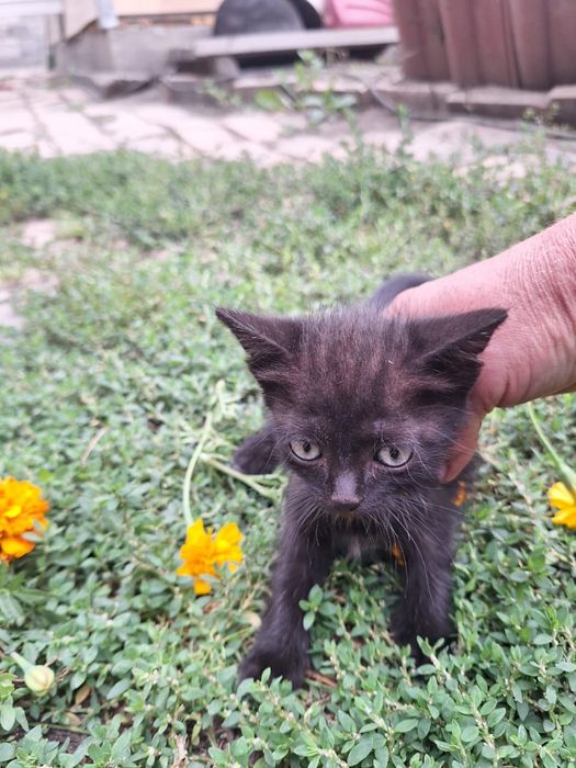 Отдам котят бесплатно