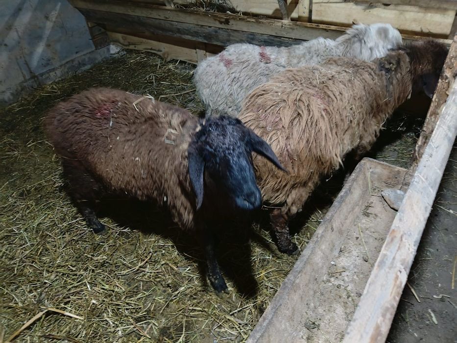 Тохты сатылады 6 бас