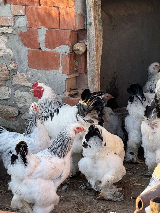 Разплодени яйца от Колумбийска Брама