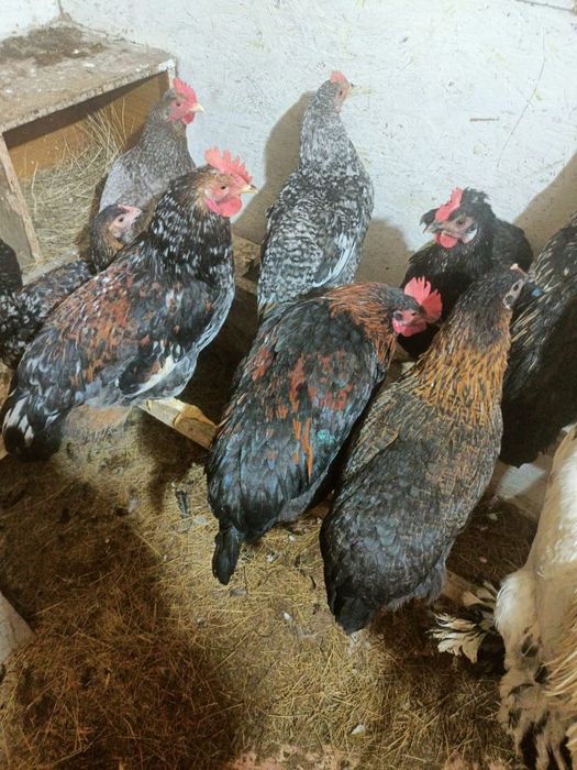 Продам молодых петухов