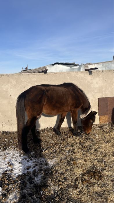 Сауын бие сатылады