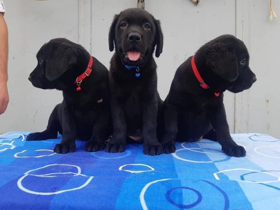 Лабрадор ретривър ТОП бебета