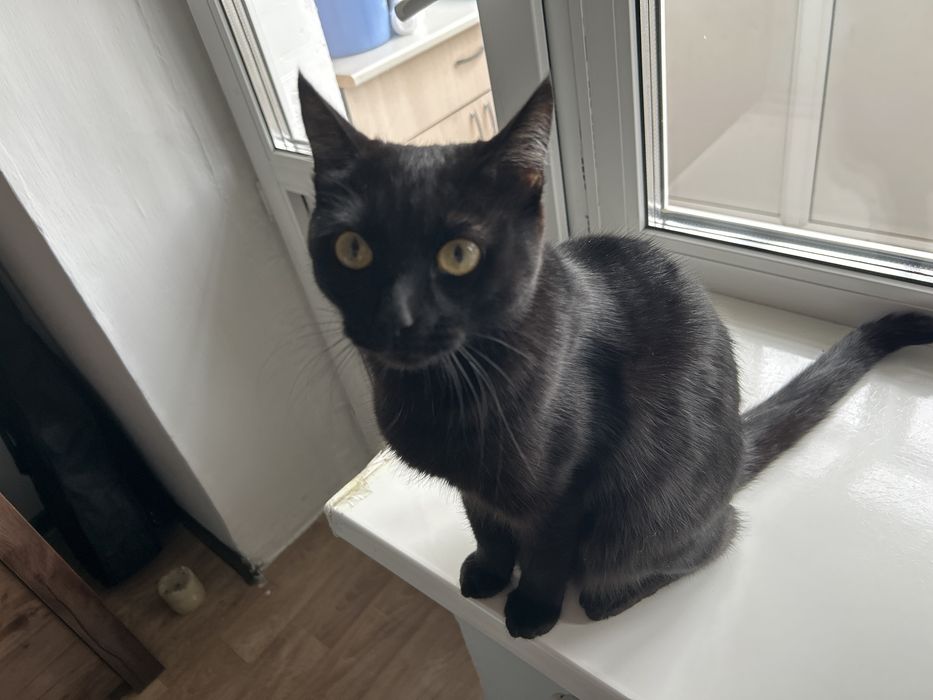 Отлам кота бесплатно