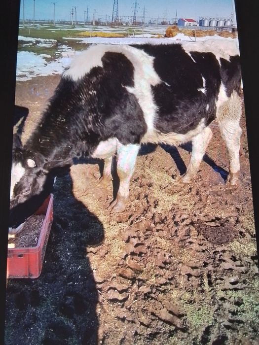 Vând junici gestante și una care abia a fătat un vițel frumos.