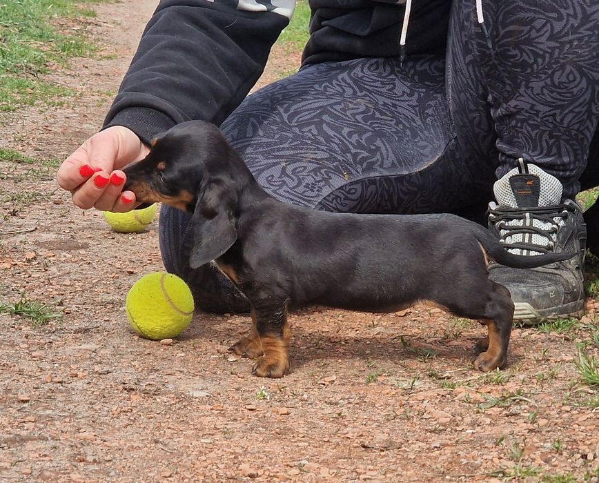 Tekel femela iepurar