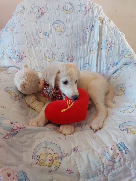 Отдам щенка девочку!