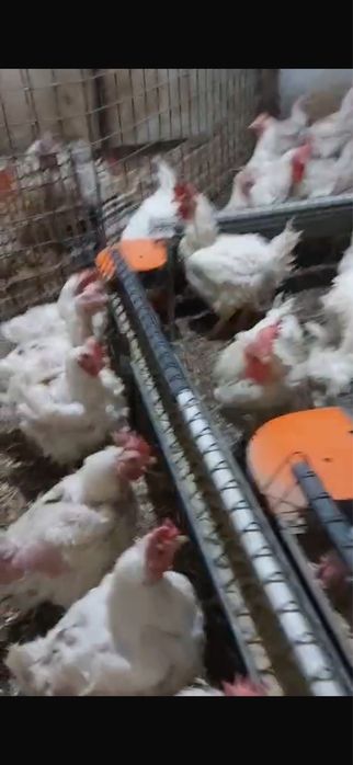 Vand gaini de carne en gross