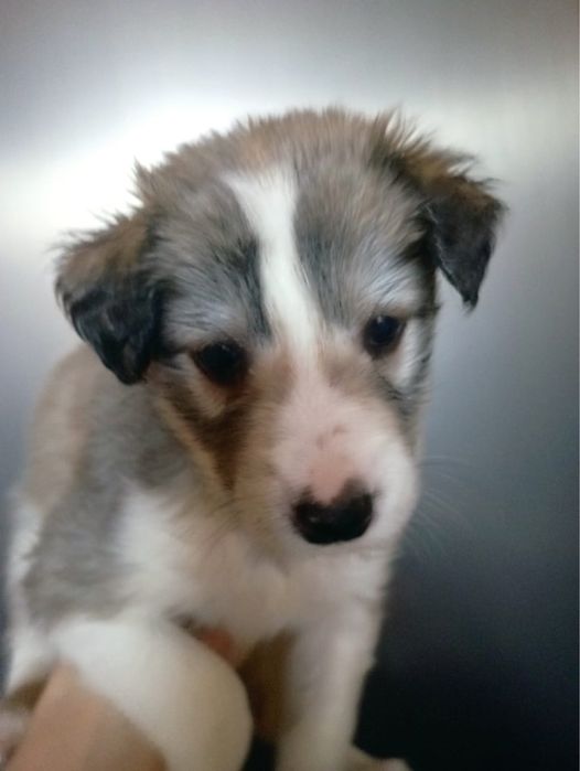 Отдам девочку в хорошие руки!