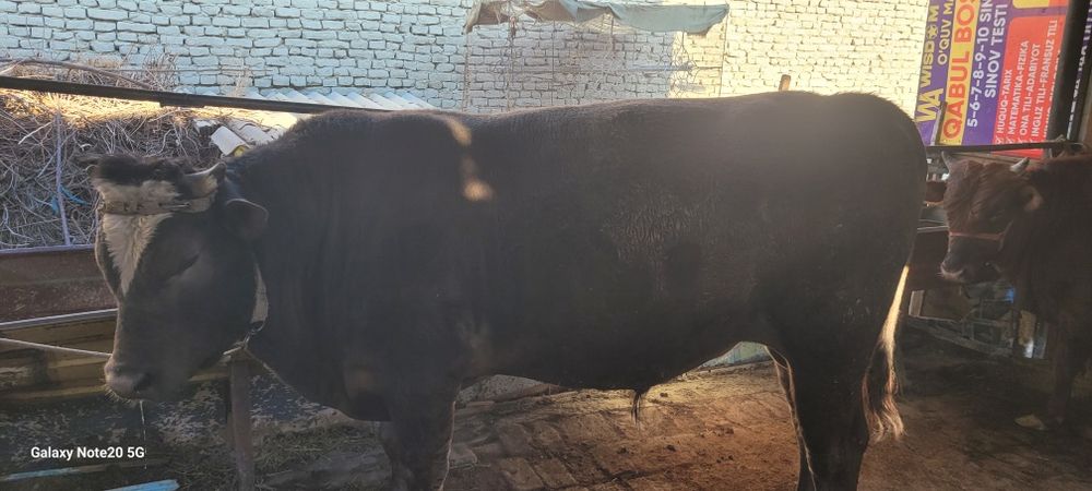 Buqa Sotiladi Vobkent