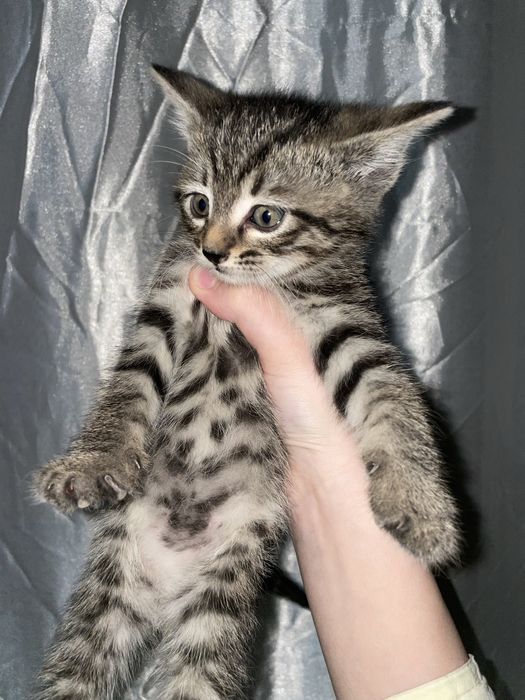 Котяда отдам за хорошие руки