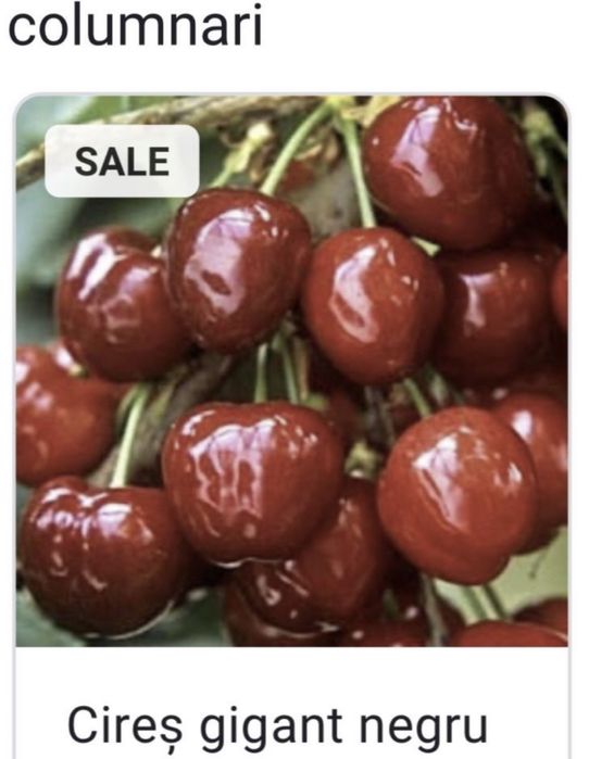 Pomi frictiferi columnari