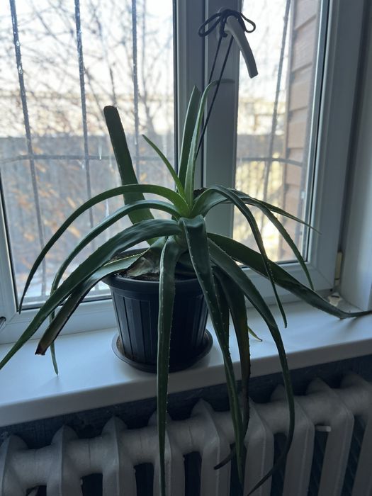 Продам цветы алоэ