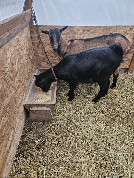 Vand capra metis de alpina franceză