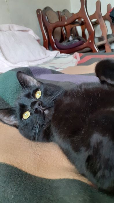 Отдам даром котят