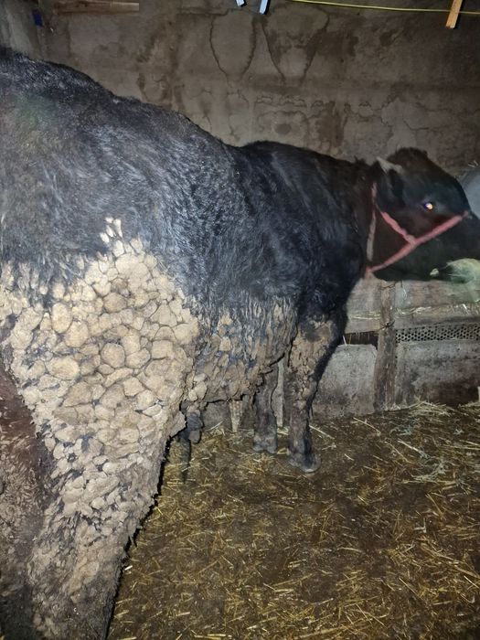 Se vinde vitel de carne !