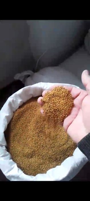 Урык , жоңышқа, клевер ,семена