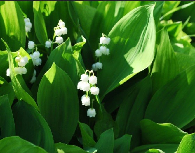 Цветы многолетки