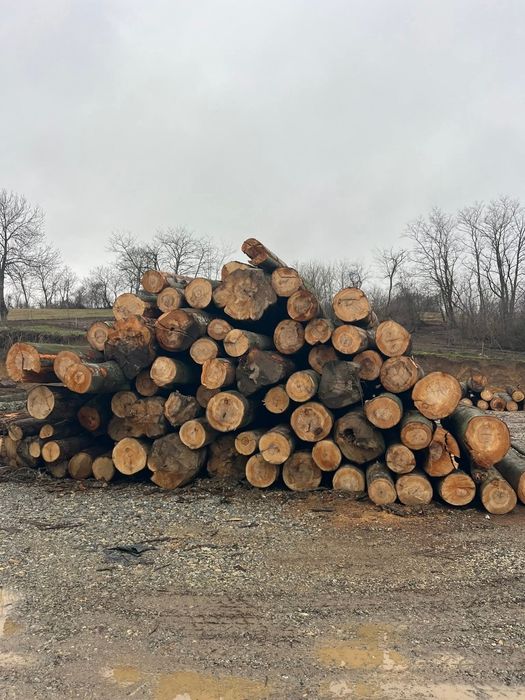 Lemn de Foc esență tare