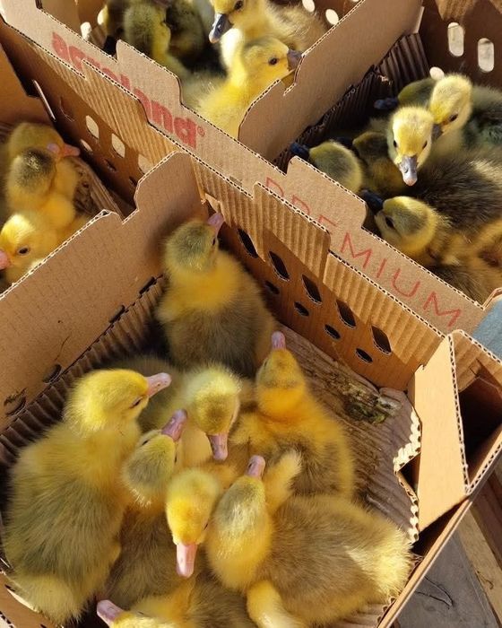 De vânzare  rate de o zi