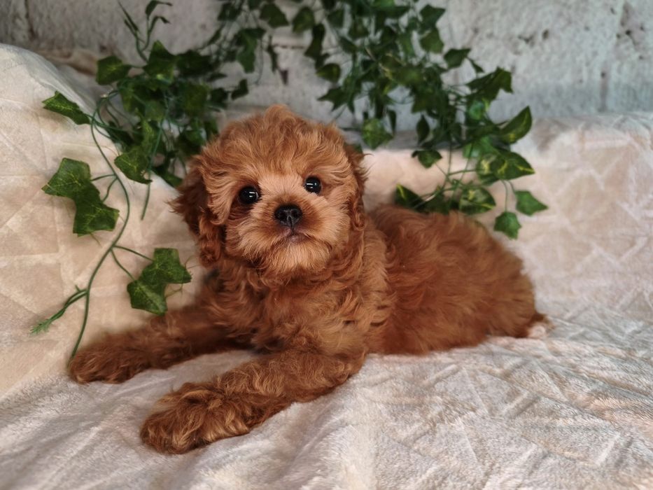 Vand baietel Cavapoo f1 rosu