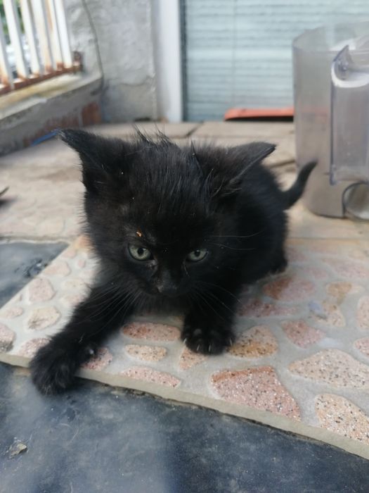 Подарявам Котета