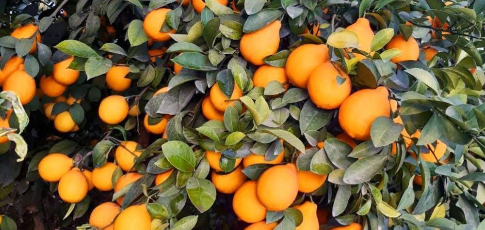 Лимон кучатлар бор хослдорлиги 100% гарантия.